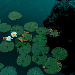 SlepyChew's Alluring OnlyFans Catalogue: A Comprehensive Guide