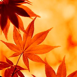 Explore the alluring world of Alley Spades on OnlyFans