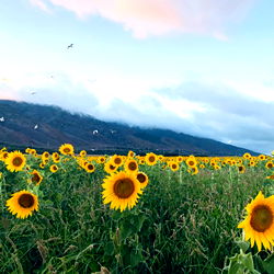 Tiki - The Magical Spirit of Adventure