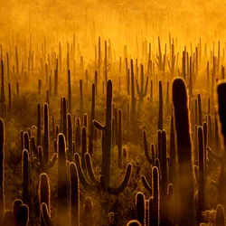 Explore the Exquisite World of 𝕮𝖆𝖑𝖑 𝖒𝖊 𝖘𝖑𝖔 ༒ VIP on OnlyFans, Your