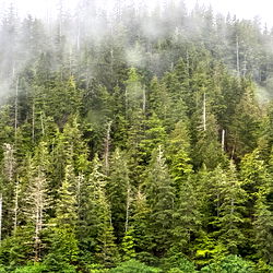 Forest Queen 🌲🥀🌸🌹 photo