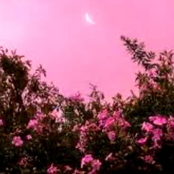 Cecilia Lion: Premium Content, Exclusive Creations & Exceptional