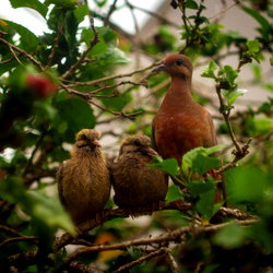 Shaman Cogumelo photo