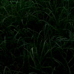 PAPPI ONLYFANS photo