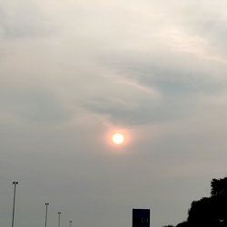 Jay photo