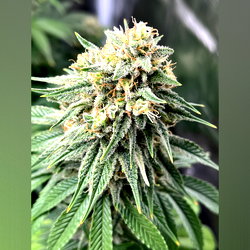 Homegrown Zen photo