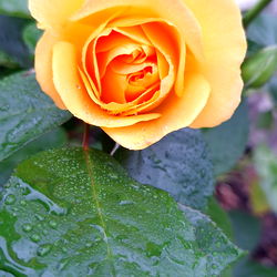 GoddessOfGreen photo