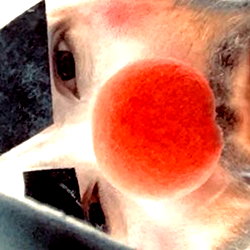 Clownhexe photo