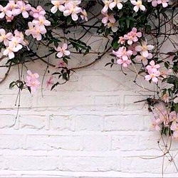 Tattooed Princess ✨ photo