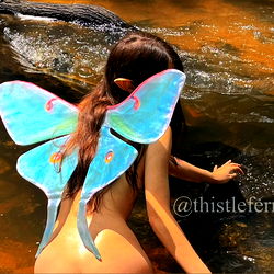 Thistle 🧚♂️🐻 photo