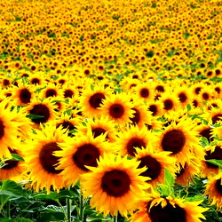 Serafina 💛🌻✨☀️ photo