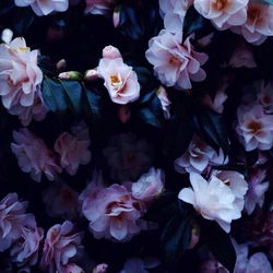 Cakezz - Captivating Content from the Heart of North Carolina