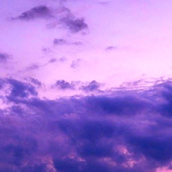 lavender photo