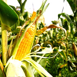 Hannah Farm photo