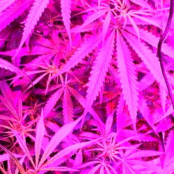 Amethyst | Captivating Beauty and Passion on OnlyFans