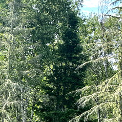 Heather Albert photo