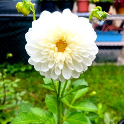 Juliebeans photo