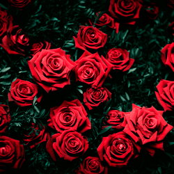 Bozzyroze1 photo