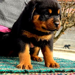 Marzeanis Coleman photo