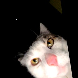 333 photo