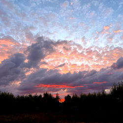 🌸MorningGlory🌸 photo