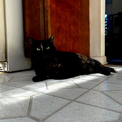 Kitty's Fashionista World on OnlyFans - Free Content Queen