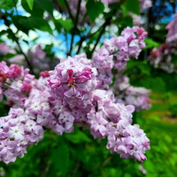 LndsyRose photo