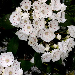 Eden Fields photo