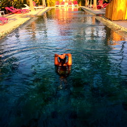 Lady Marmalade photo