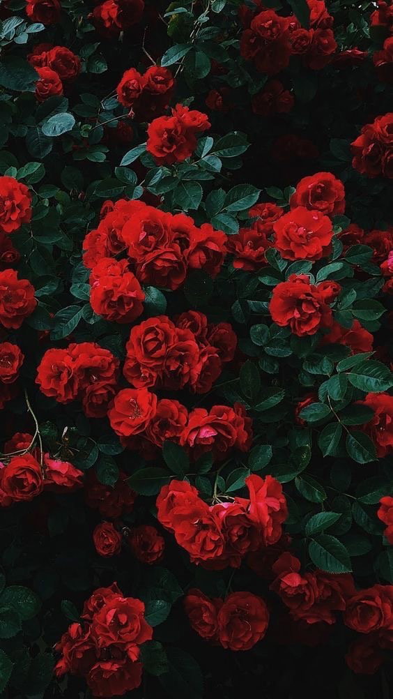 Rosie 🥀 photo
