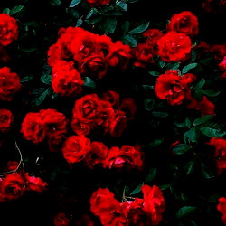 Rosie 🥀 photo