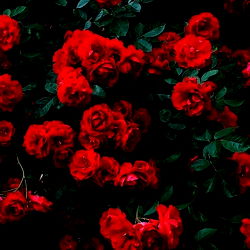 Rosie 🥀 photo