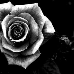 Delilah Moon - Sensual Elegance on OnlyFans