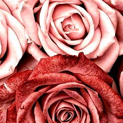 D'Shané Robinson photo