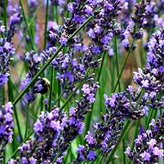 Lavender.Kitten photo