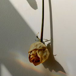 Snowmixy's Official Onlyfans Profile - Exclusive Content and Intimate