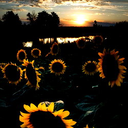 @swishersweet photo