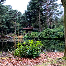 Forest Green photo