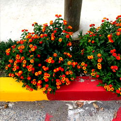 JUICY J🍑 - The Ultimate Fantasy Fulfiller