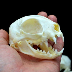 trvsh_cryptiid photo