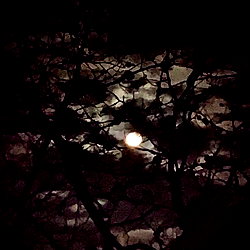 Sinister Illusion photo