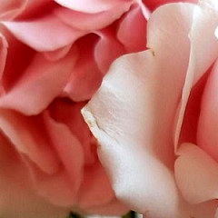 Wren Rhubarb 🍓 photo