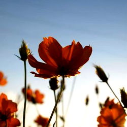 Laina's Paradise: A True Oasis of Entertainment on OnlyFans