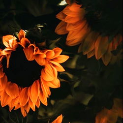 Unleash Your Desires with Shy - DC's Sensation on OnlyFans