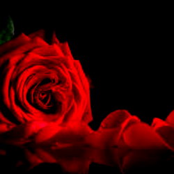 🌹DynastyRose🌹 photo