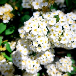 Queenmeowmeow69 photo