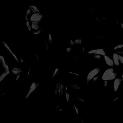 xo photo