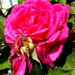 🍑SRTA SÁNCHEZ🍑 photo