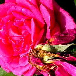 🍑SRTA SÁNCHEZ🍑 photo