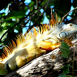 Dinos Aurio photo